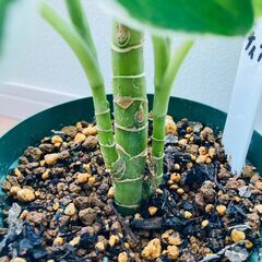 希少種【観葉植物】ディフェンバキア・クールビューティ（4号深型スリット鉢つき）の画像