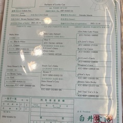 2歳のセルカークレックス　メス　純血種 − 京都府