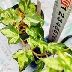 【観葉植物】アイビー・ゴールデンジィッタ（3号スリット鉢つき）