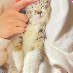 どんぐりちゃん【里親さん決まりました】