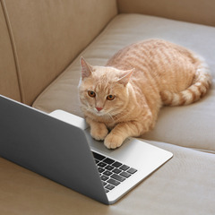 猫みたいな暮らし🐈憧れませんか？仕事に縛られない生き方に変えましょう♬
