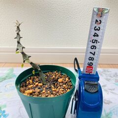 希少種【多肉植物】セロぺギア・ボッセリ（3号スリット鉢付き）
