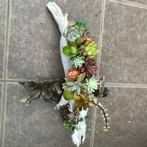 流木と多肉　寄植え　流木長さ41cm