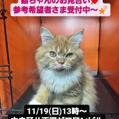 11/19(日)譲渡会。6月生長足ミヌエット♂(⋈◍＞◡＜◍)。✧♡
