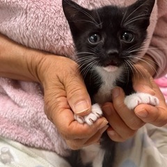 5兄妹のうちの黒の子　男の子？里親様決まりました！