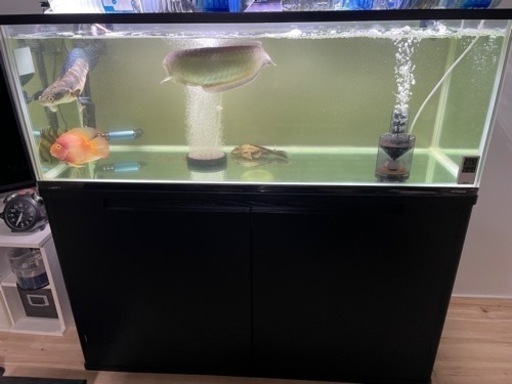 熱帯魚セット売り