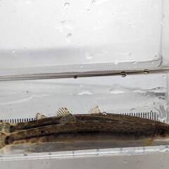 アジメドジョウ 7〜9cm程度です。の画像