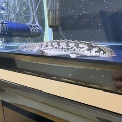 取引中 ポリプテルス デルヘッジ