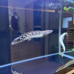 取引中 ポリプテルス デルヘッジの画像