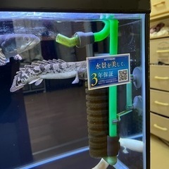 取引中 ポリプテルス デルヘッジの画像