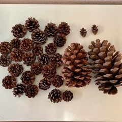 まつぼっくり 大中小 値下げの画像