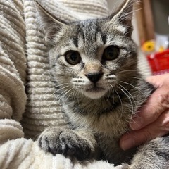 里親さま決定　アメショっぽい　キジトラオス