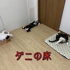 ダニの床を消滅させます🙇‍♂️‼️（ペットの居る方はお勧め）