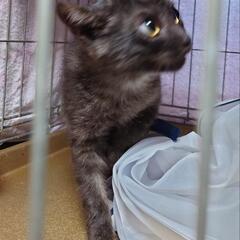 【ずっとのお家決定✨】グレーがとってもキレイな子猫ちゃん - 昭島市
