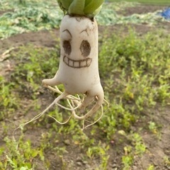 生大根の収穫作業！お手伝いして下さる方募集！の画像