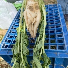 生大根の収穫作業！お手伝いして下さる方募集！の画像