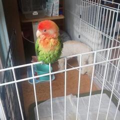 小桜インコ