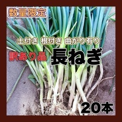 1セットのみになりました！数量限定 訳あり 長ねぎ 20本