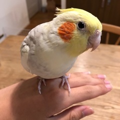 オカメインコの里親募集