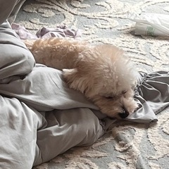 まるぷー オス 1歳