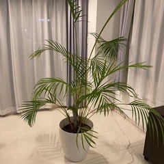 【観葉植物】アレカヤシ