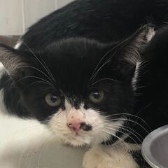 ハチワレちゃん