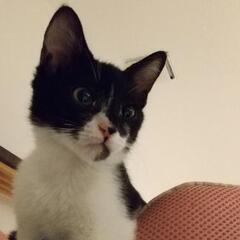 3ヶ月くらい♂です。可愛い白黒ちゃん