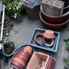 無料です　植木鉢多数
