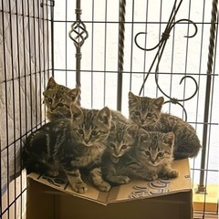 2ヶ月 5兄妹 ③ - 猫