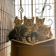 2ヶ月 5兄妹 ③