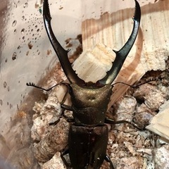 ツヤちゃんのクワガタ道の駅足柄.金太郎のふるさと店 - 地元のお店