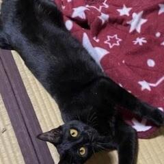 しずちゃん　生後半年〜くらいメス