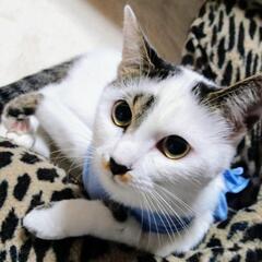 譲渡完了。ありがとうございます_(..)_