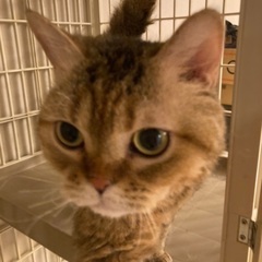 2歳のセルカークレックス　メス　純血種
