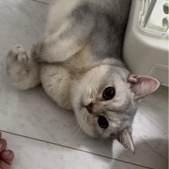 ブリティッシュショートヘア　オス　生後7ヶ月