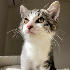 19日都内譲渡会お見合い可　元気いっぱいいなほちゃん🐱2ヶ月