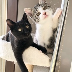 19日都内譲渡会お見合い可　艶々黒子猫🐱みのりちゃん2ヶ月