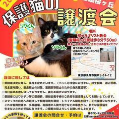 【11月18日(土)】猫の譲渡会 in 多摩市