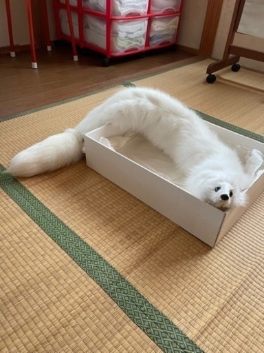 高級狐襟巻き