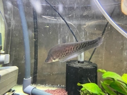 アロワナ等　全てまとめて