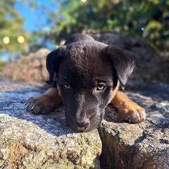 9月1日頃生まれの黒い子犬②