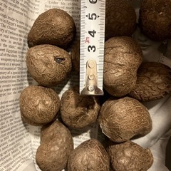 紫山芋のムカゴ　１kg