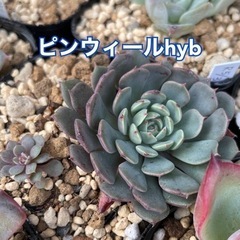 多肉植物 ピンウィールhyb