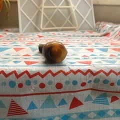 三線バチの画像