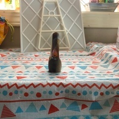 三線バチの画像