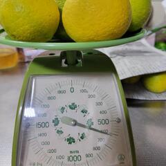 昨日収穫、成熟系カボス、いかがですか？