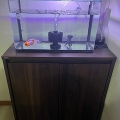 金魚(東錦・デメキン)・水槽(45cm水槽)・水槽棚(GEX)・...