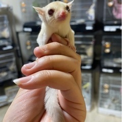 フクロモモンガ クリミノヘテロプラチナorリューシ