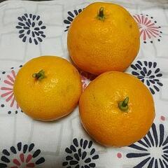 🍊大粒みかん🍊10個
