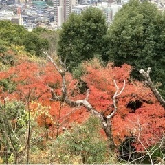 風頭公園で市民もみじ植樹祭